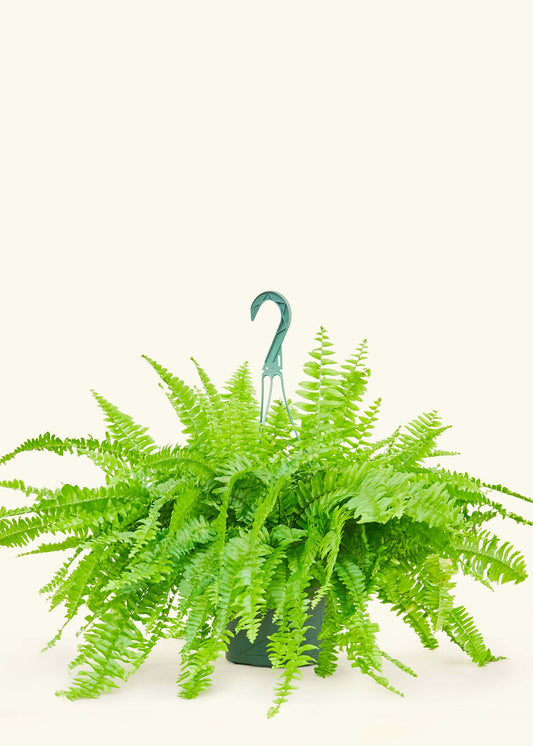 Boston Fern in a 8 inches grow pot