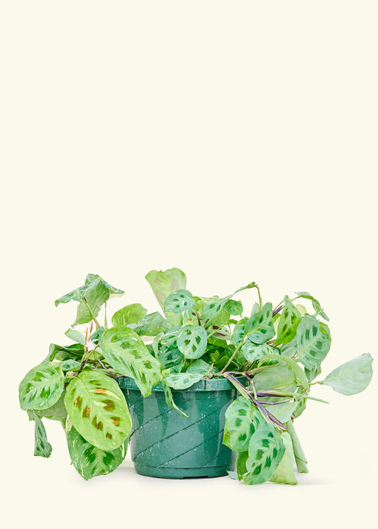 Variegated Prayer Plant in a 8 inches Hanging Planter