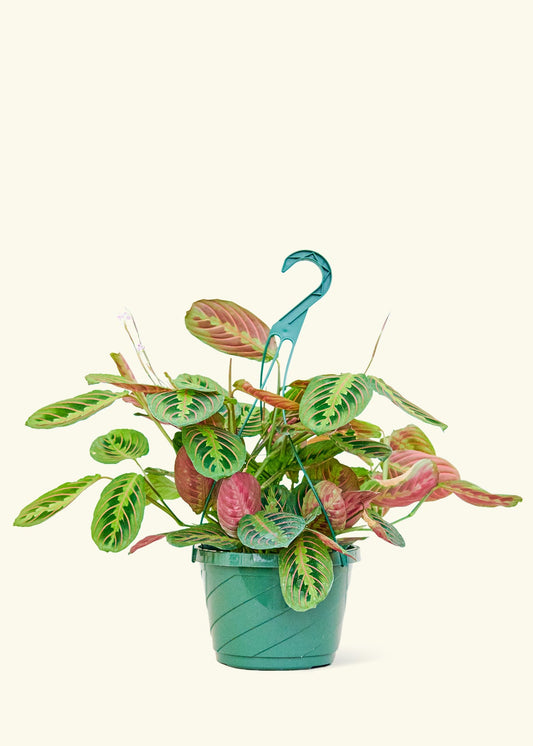 Red Prayer Plant in a 8 inches grow pot