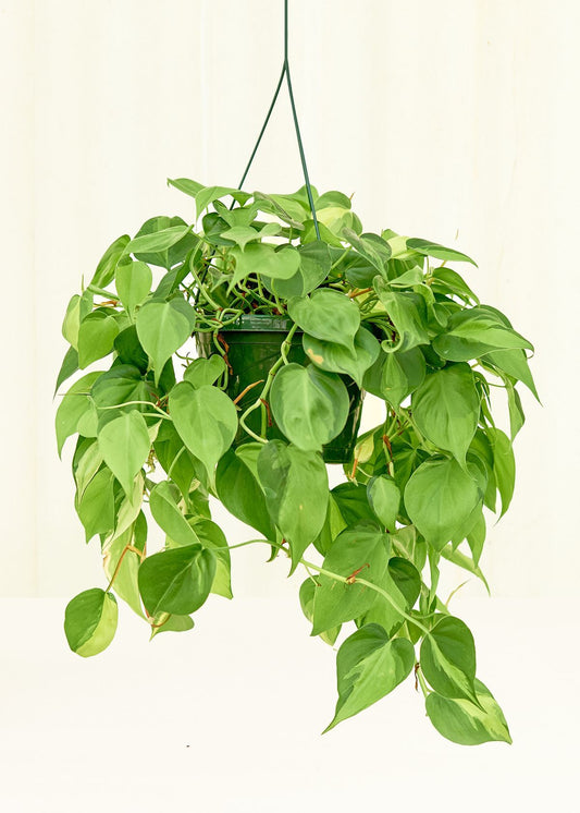 Philodendron Brazil in a 8 inches grow pot