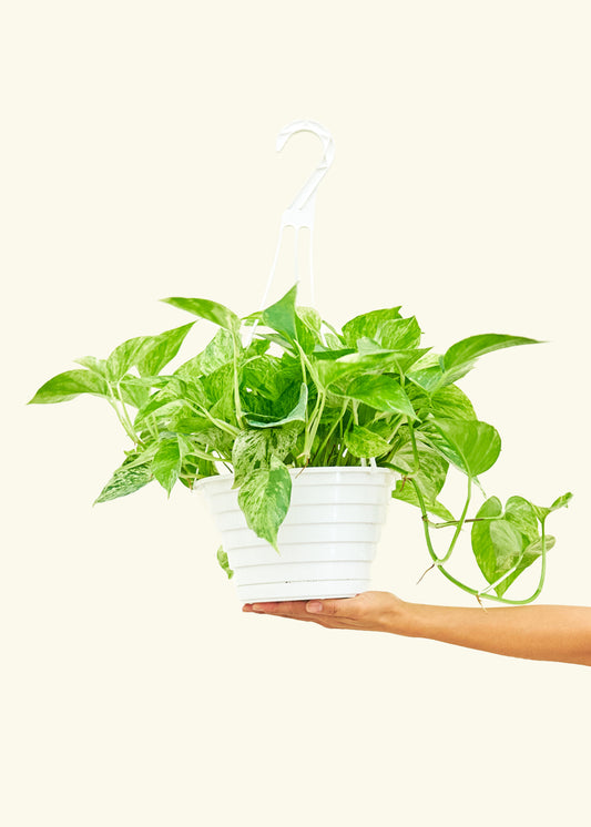 Pothos Marble Queen in a 8 inches grow pot