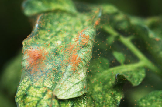 Closeup of spider mites gathered on green houseplant foliage