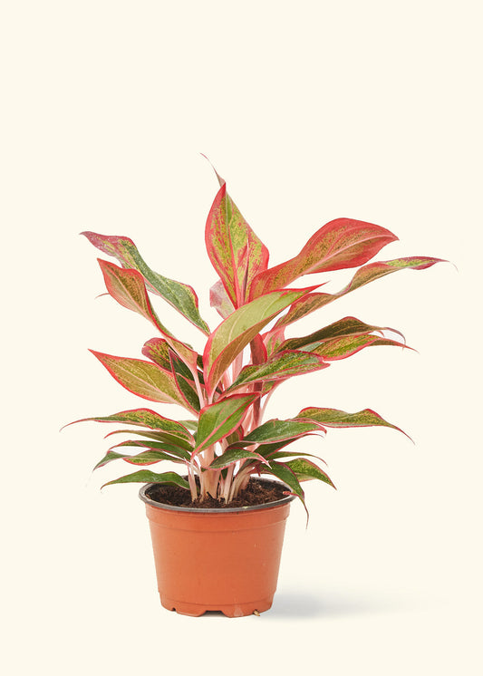 Red Chinese Evergreen in a 4 inches grow pot