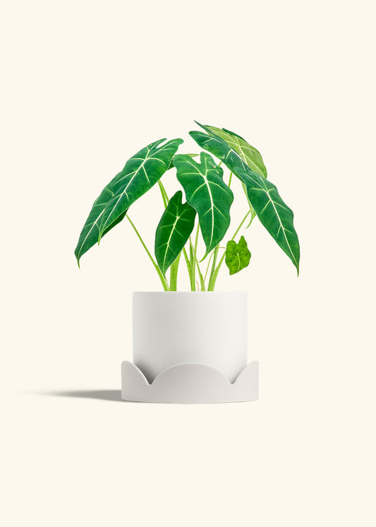 Classic Planter Tray Combo, Polar White