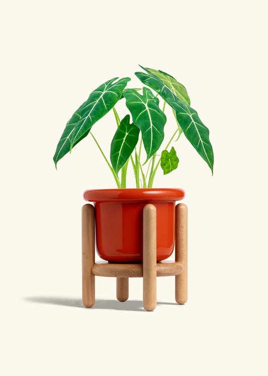 Fat Lip Planter Stand Combo, Poppy