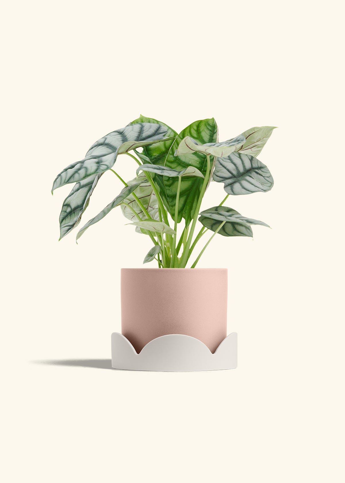 Planters