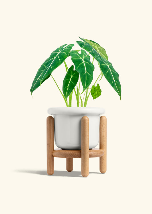 Fat Lip Planter Stand Combo, Polar White