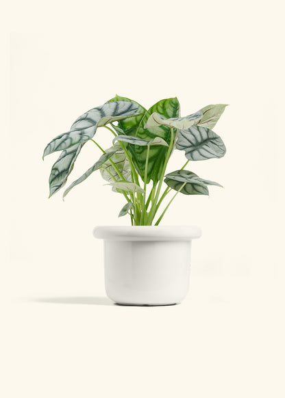 Fat Lip Planter, Polar White
