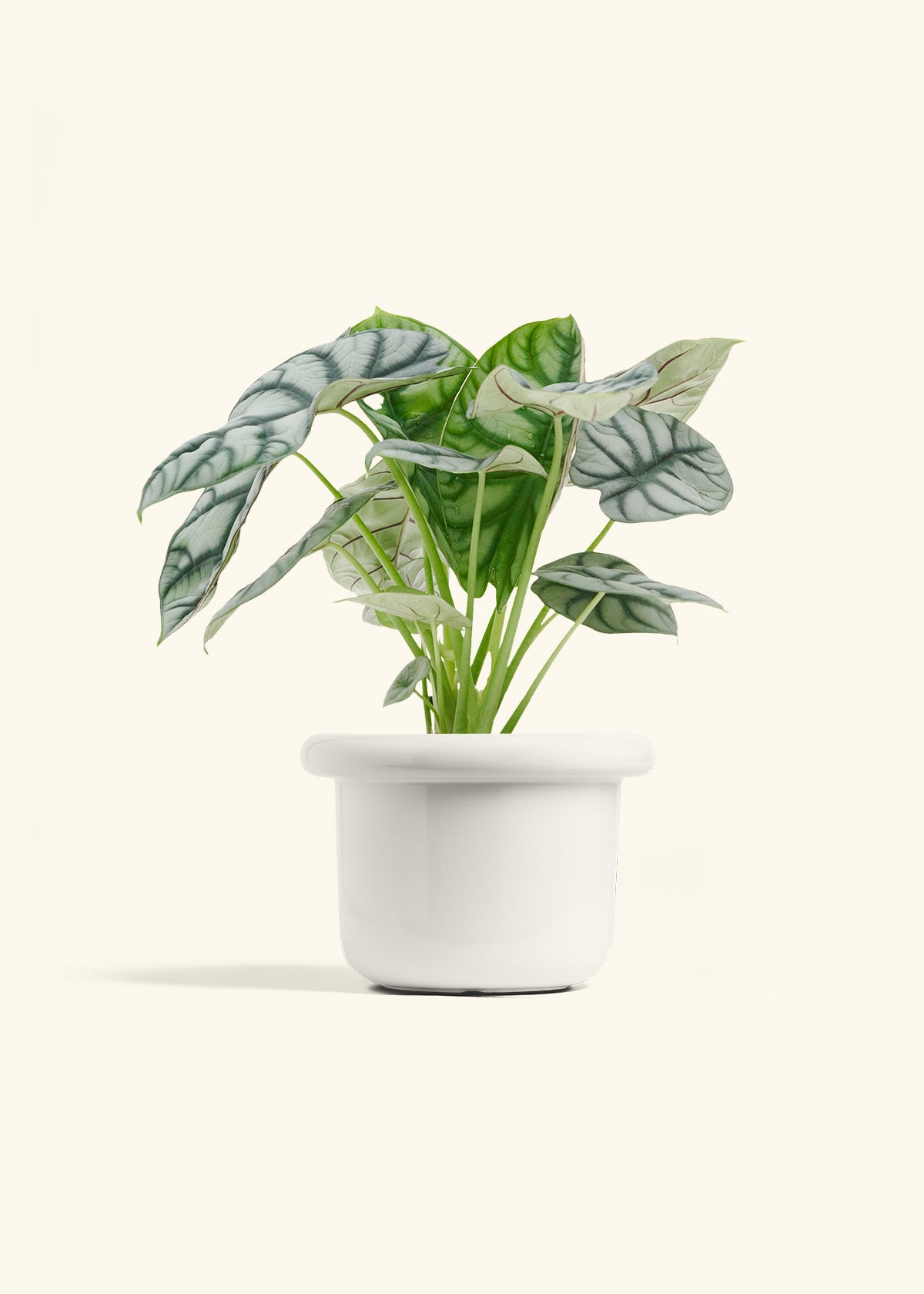 Fat Lip Planter, Polar White