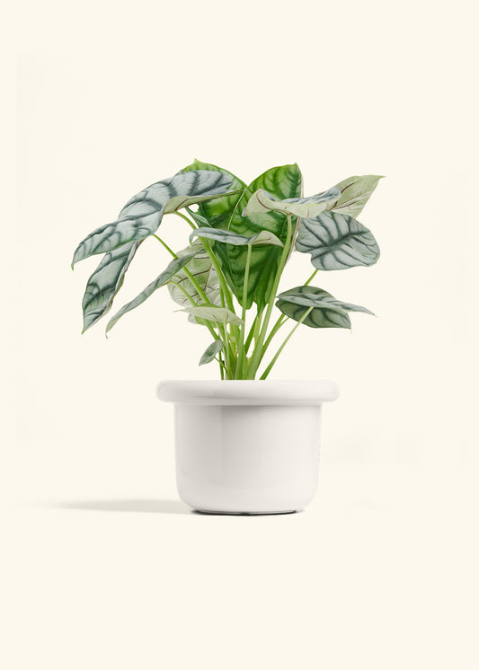 Fat Lip Planter, Polar White