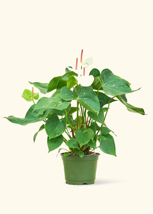 Anthurium White Flamingo in a 6 inches grow pot