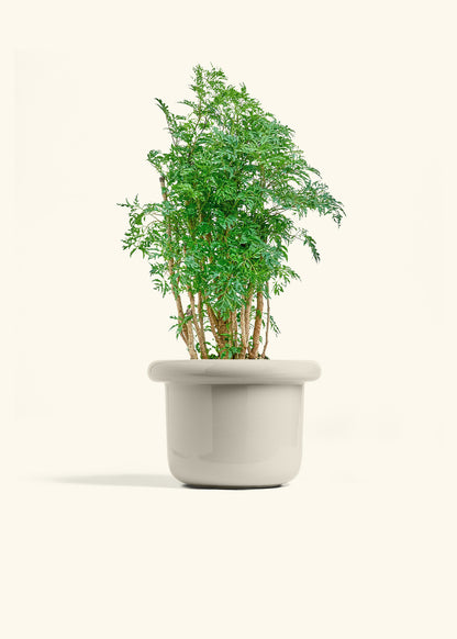 Fat Lip Planter, Oat