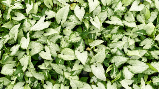 An overhead photo of syngonium podophyllum 'white butterfly'