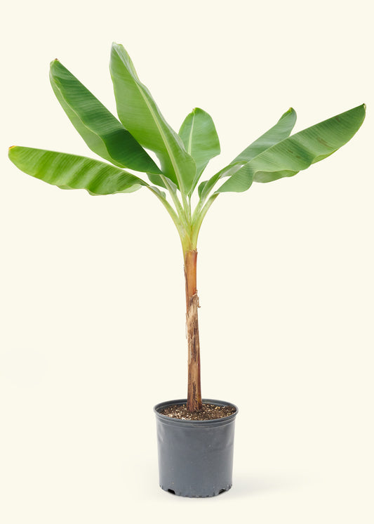 Banana Tree in a 10 inches grow pot
