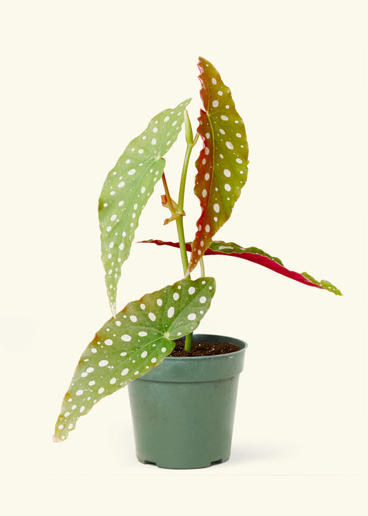 Begonia Maculata in a 4 inches grow pot