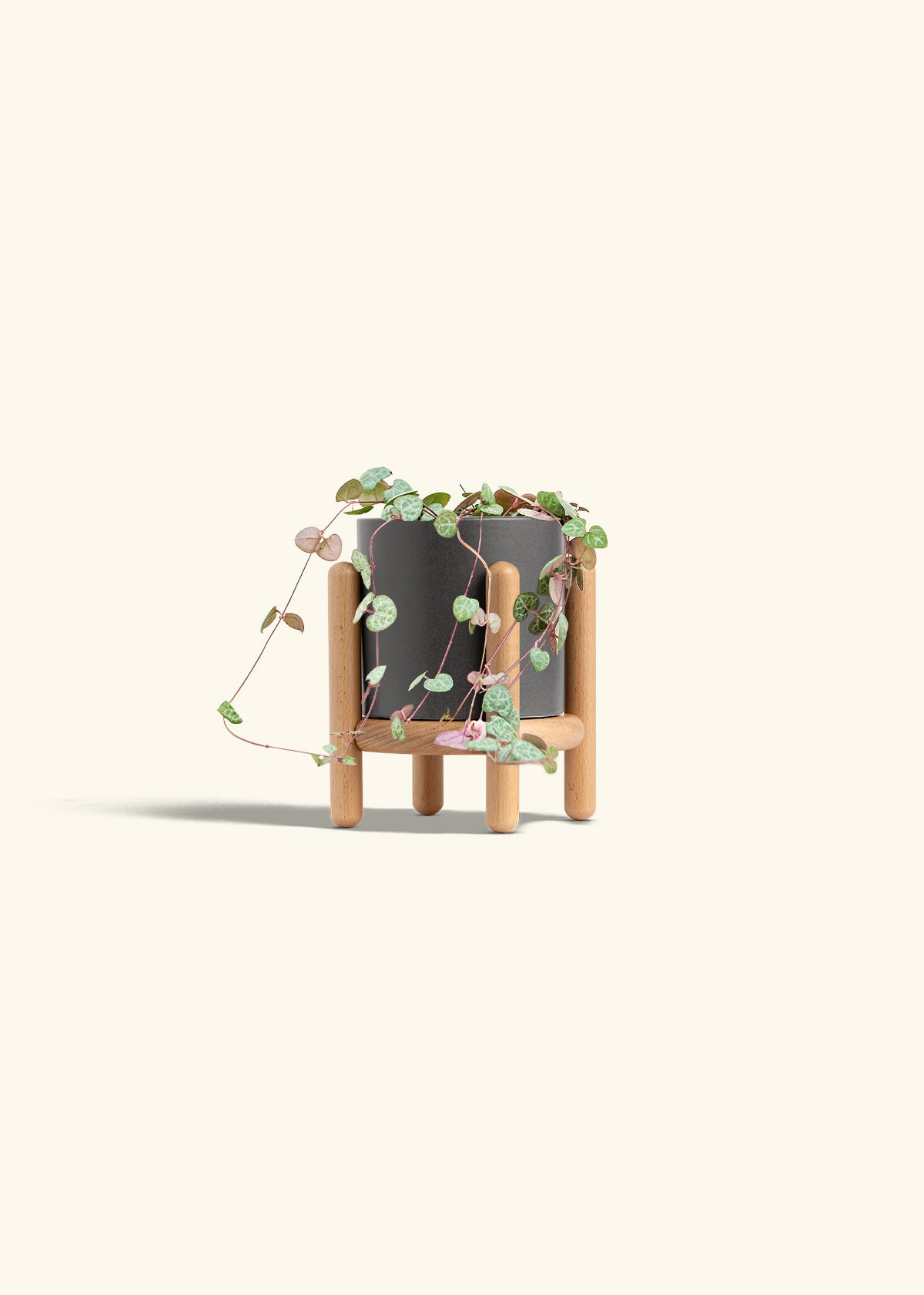 String of Hearts in a 4 inches Charcoal Classic Cylinder Planter in a Beech Wood Stand