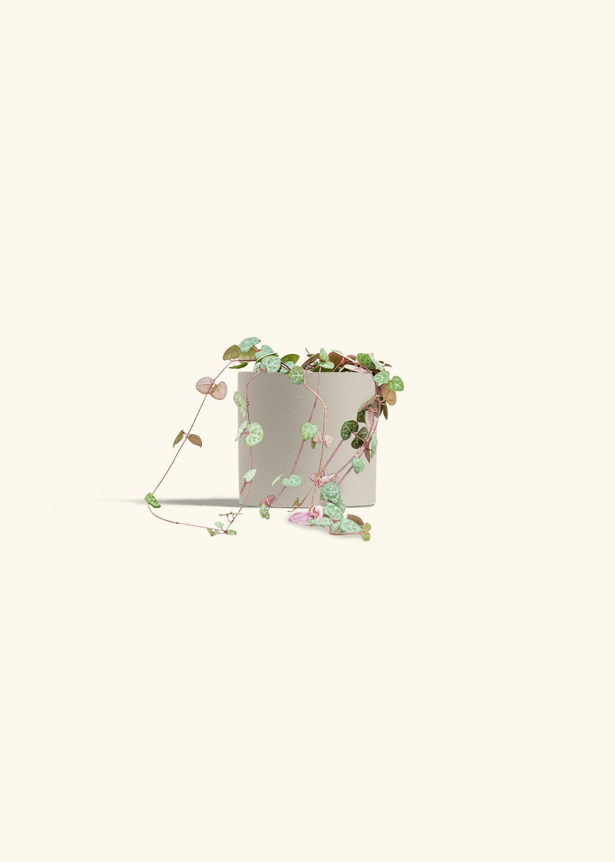 String of Hearts in a 4 inches Oat Classic Cylinder Planter 
