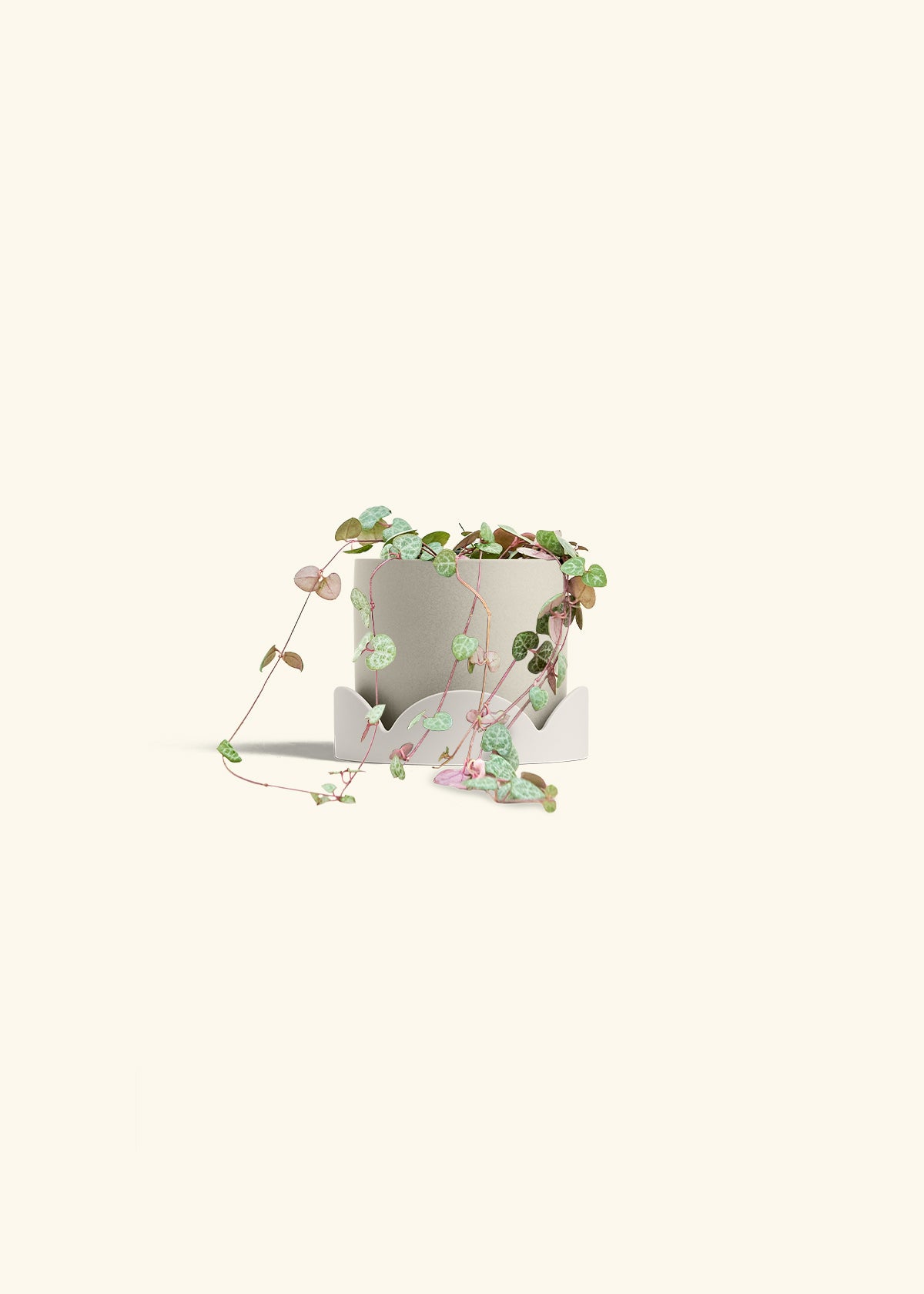 String of Hearts in a 4 inches Oat Classic Cylinder Planter in a Oat Petal Drip Tray