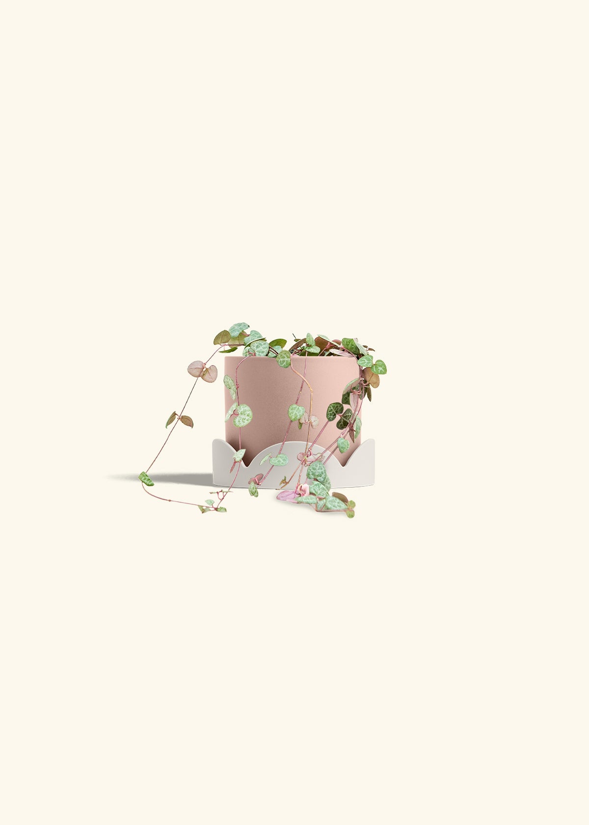 String of Hearts in a 4 inches Pink Classic Cylinder Planter in a Oat Petal Drip Tray