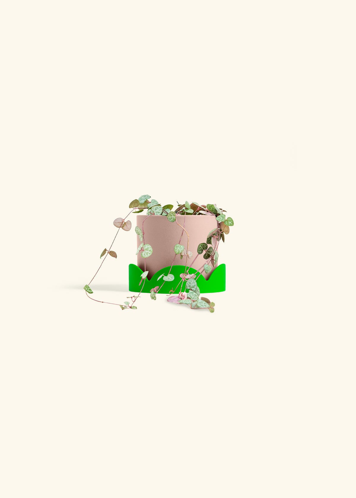 String of Hearts in a 4 inches Pink Classic Cylinder Planter in a Shamrock Petal Drip Tray