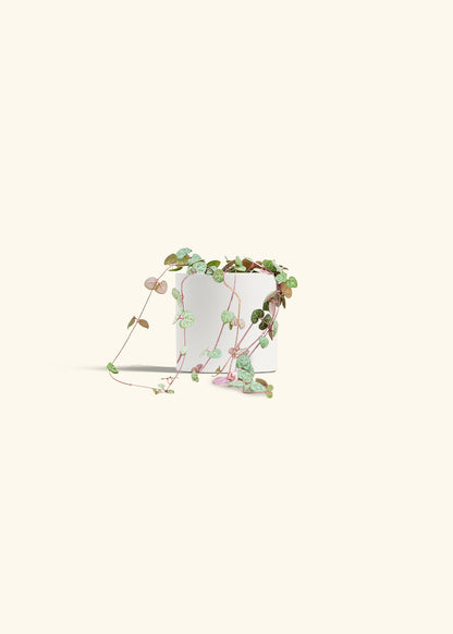 String of Hearts in a 4 inches White Classic Cylinder Planter 