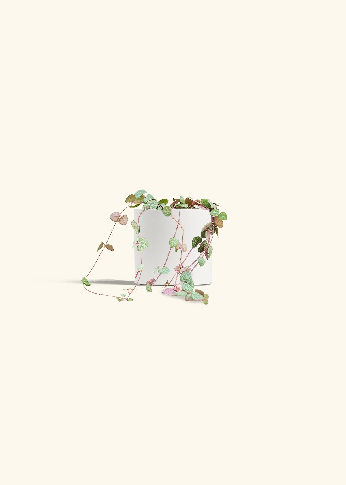 String of Hearts in a 4 inches White Classic Cylinder Planter 
