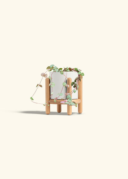 String of Hearts in a 4 inches White Classic Cylinder Planter in a Beech Wood Stand