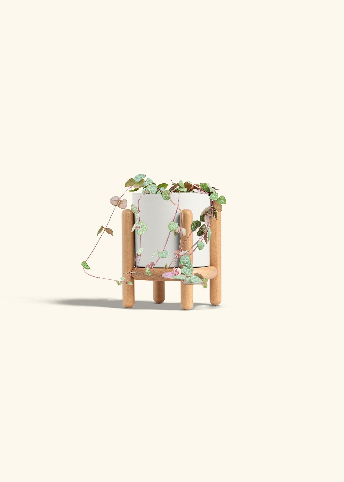 String of Hearts in a 4 inches White Classic Cylinder Planter in a Beech Wood Stand