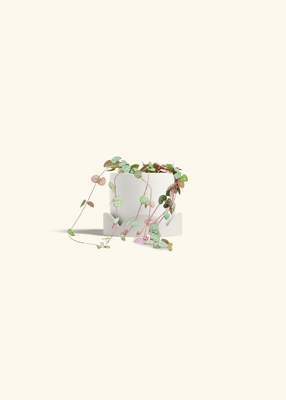 String of Hearts in a 4 inches White Classic Cylinder Planter in a Oat Petal Drip Tray