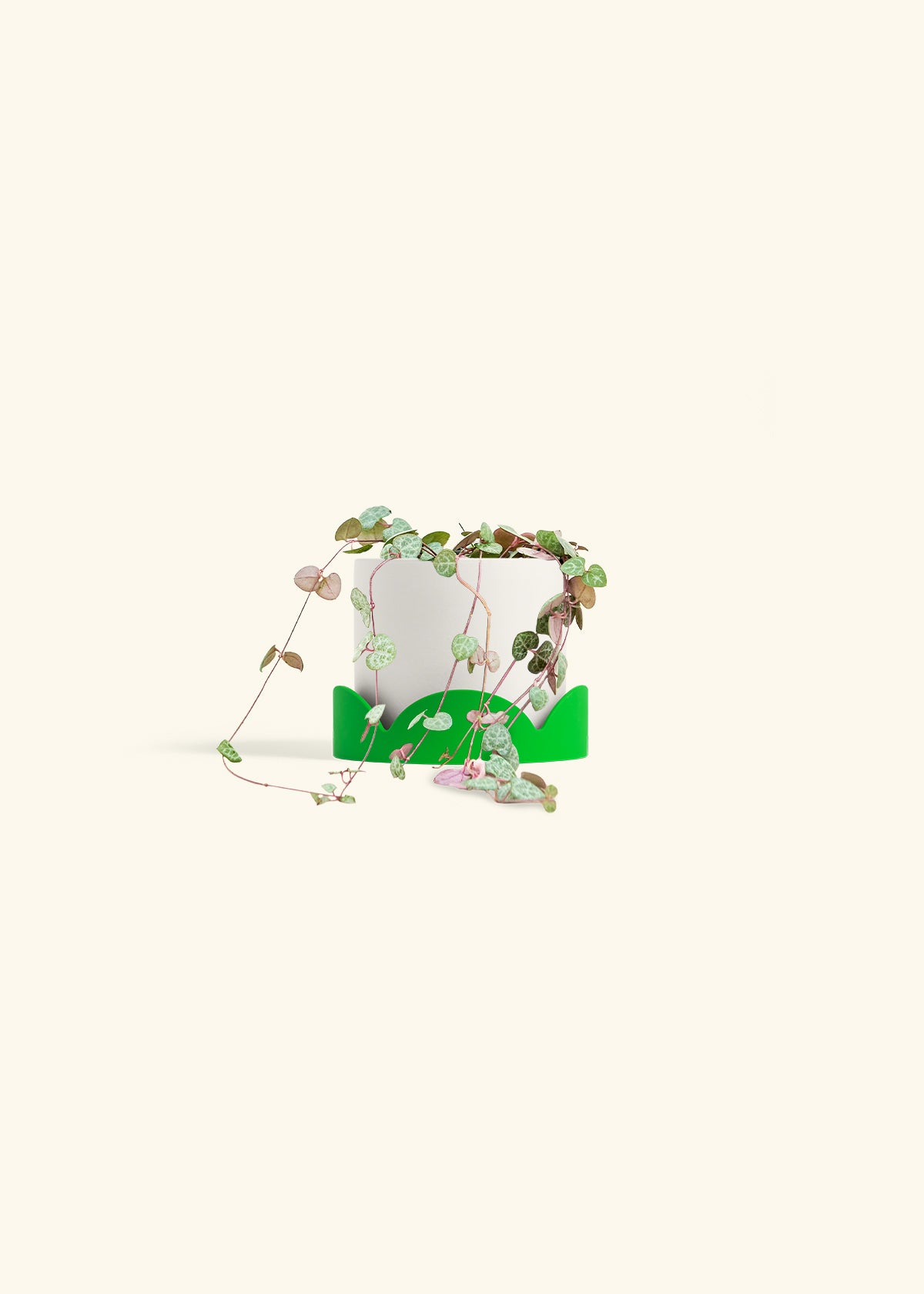 String of Hearts in a 4 inches White Classic Cylinder Planter in a Shamrock Petal Drip Tray