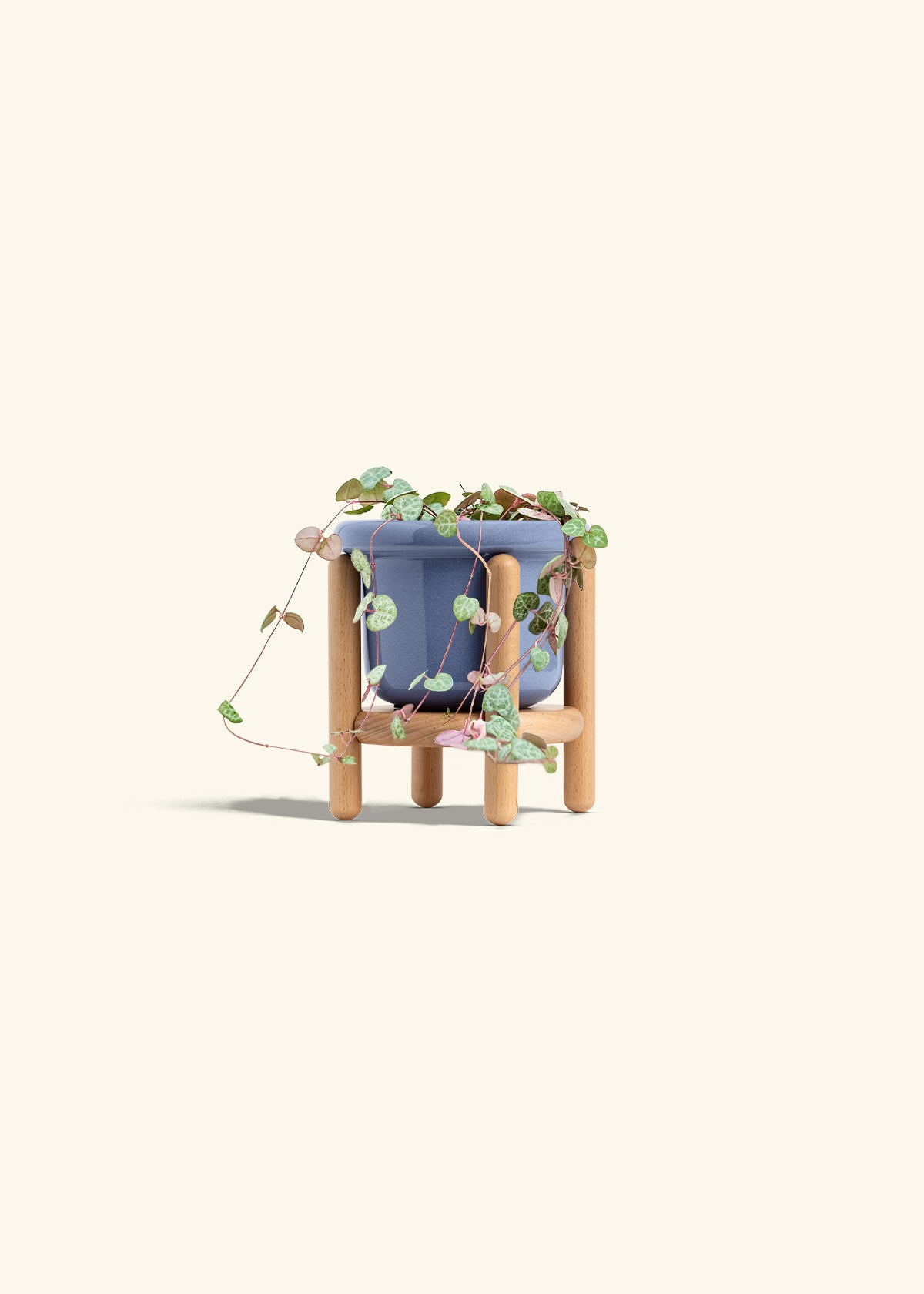 String of Hearts in a 4 inches Fat Lip Blue Planter in a Beech Wood Stand