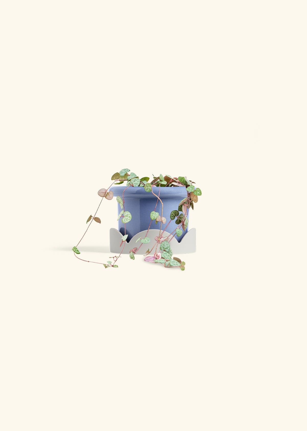 String of Hearts in a 4 inches Fat Lip Blue Planter in a Oat Petal Drip Tray