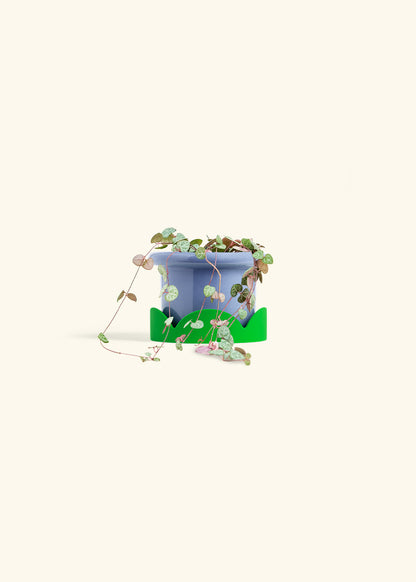 String of Hearts in a 4 inches Fat Lip Blue Planter in a Shamrock Petal Drip Tray