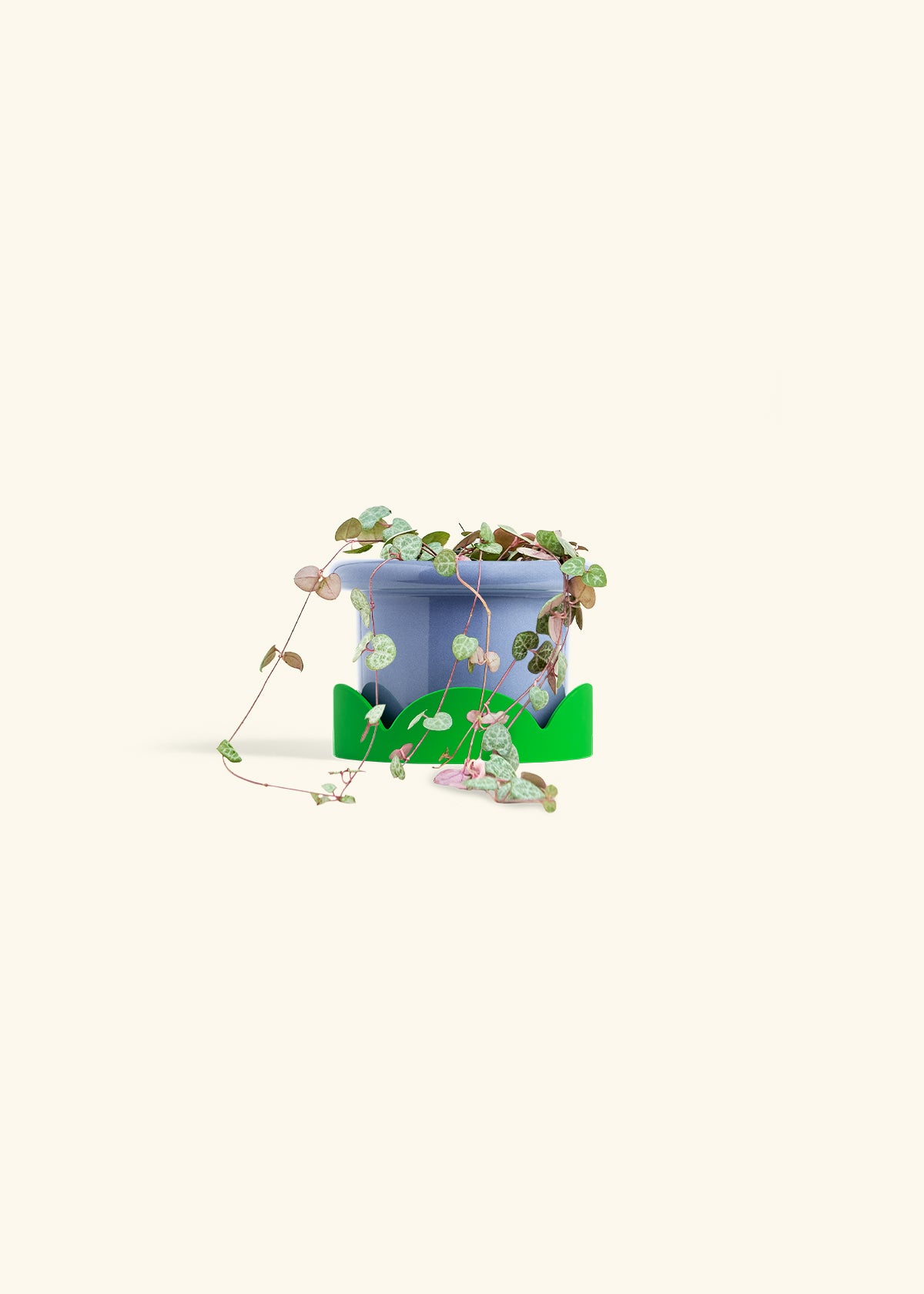 String of Hearts in a 4 inches Fat Lip Blue Planter in a Shamrock Petal Drip Tray
