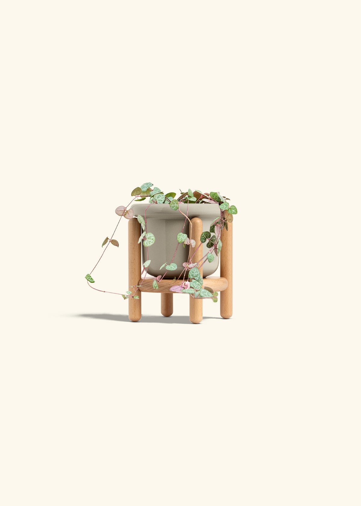 String of Hearts in a 4 inches Fat Lip Oat Planter in a Beech Wood Stand