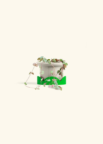 String of Hearts in a 4 inches Fat Lip Oat Planter in a Shamrock Petal Drip Tray