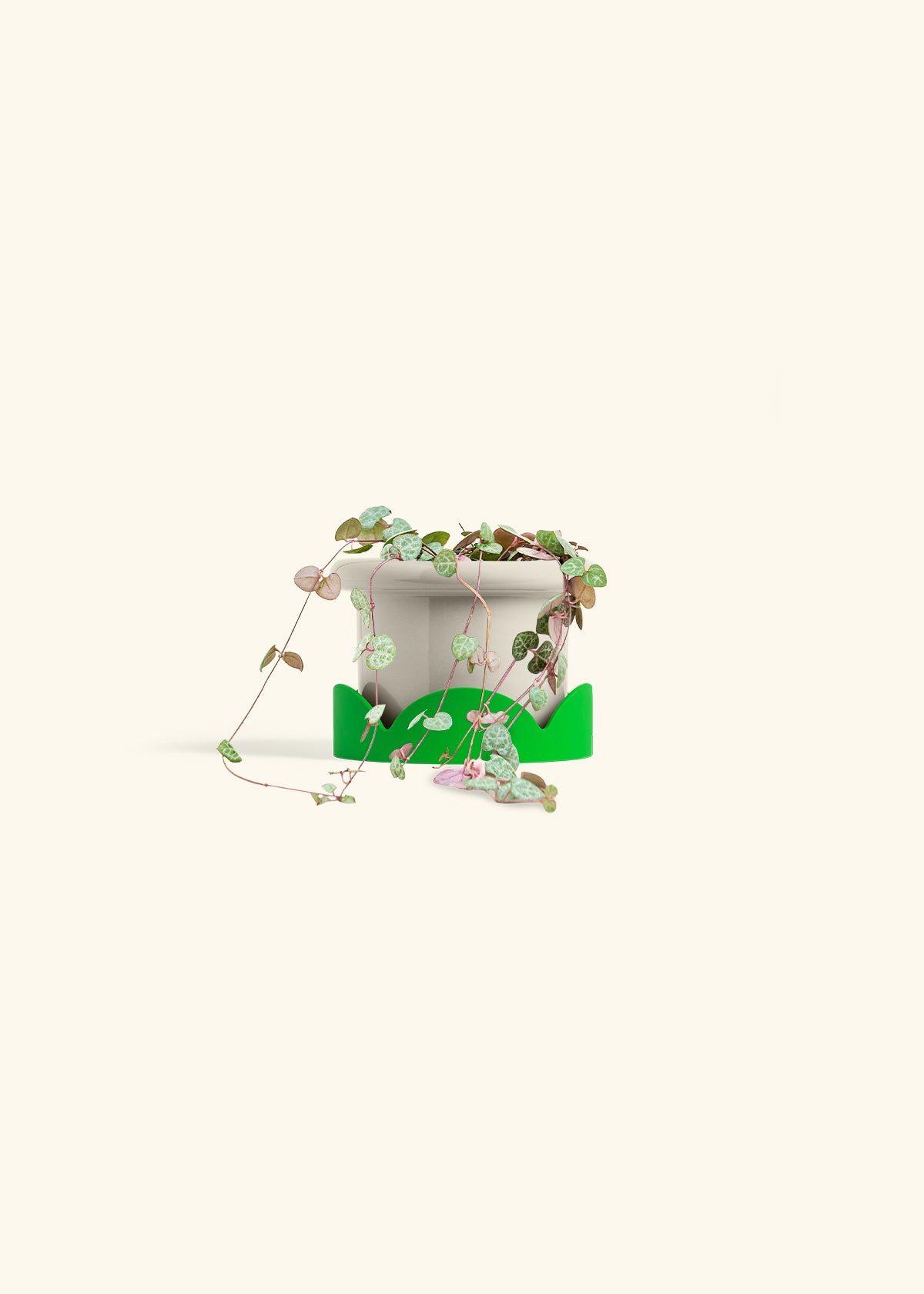 String of Hearts in a 4 inches Fat Lip Oat Planter in a Shamrock Petal Drip Tray