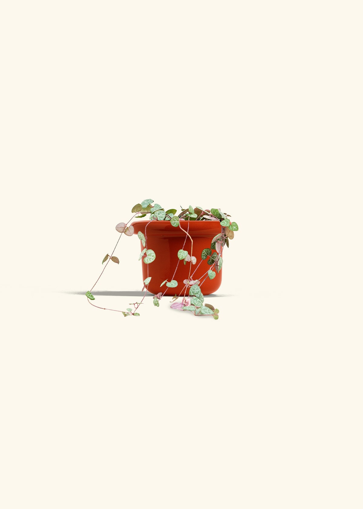 String of Hearts in a 4 inches Fat Lip Red Planter 
