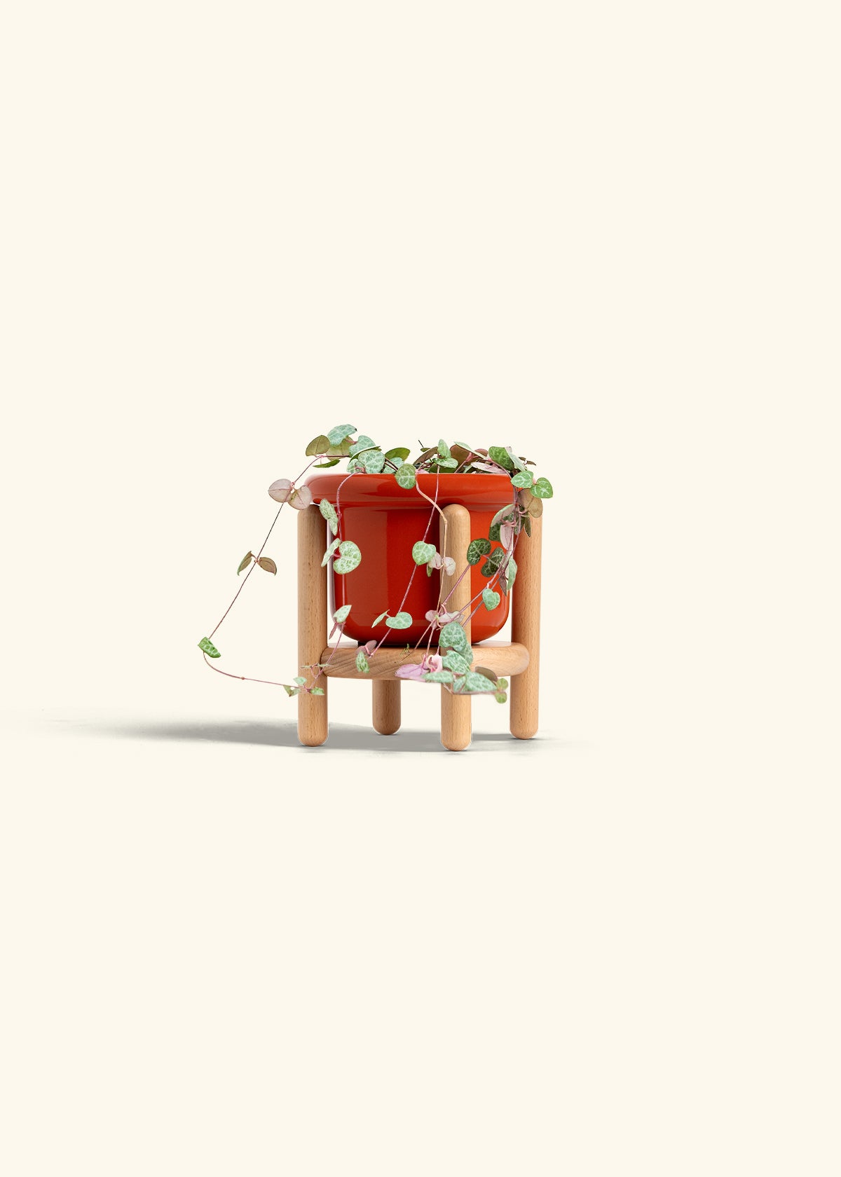 String of Hearts in a 4 inches Fat Lip Red Planter in a Beech Wood Stand