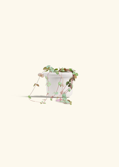 String of Hearts in a 4 inches Fat Lip White Planter 