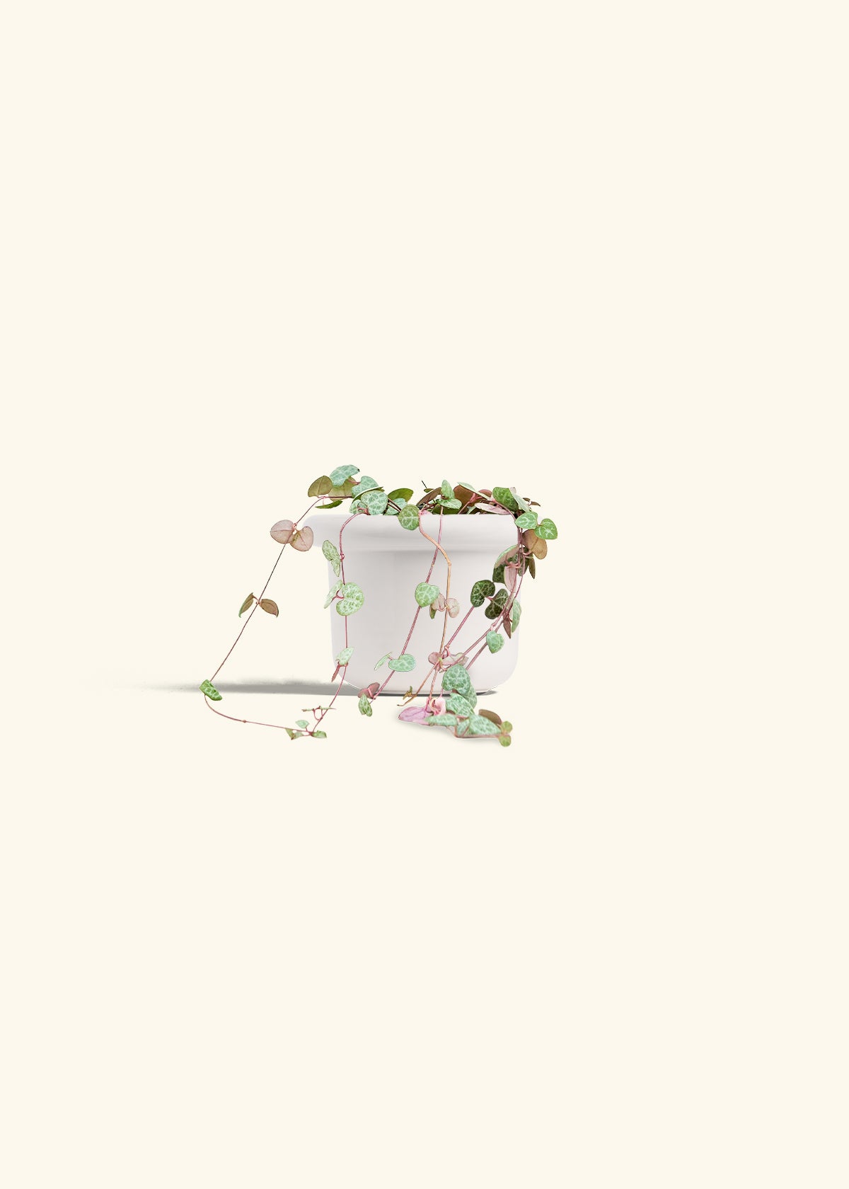 String of Hearts in a 4 inches Fat Lip White Planter 