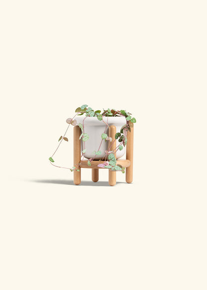 String of Hearts in a 4 inches Fat Lip White Planter in a Beech Wood Stand