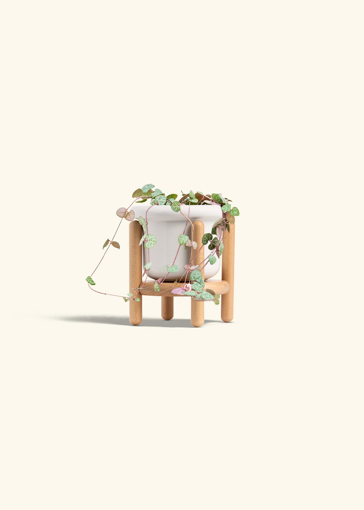 String of Hearts in a 4 inches Fat Lip White Planter in a Beech Wood Stand