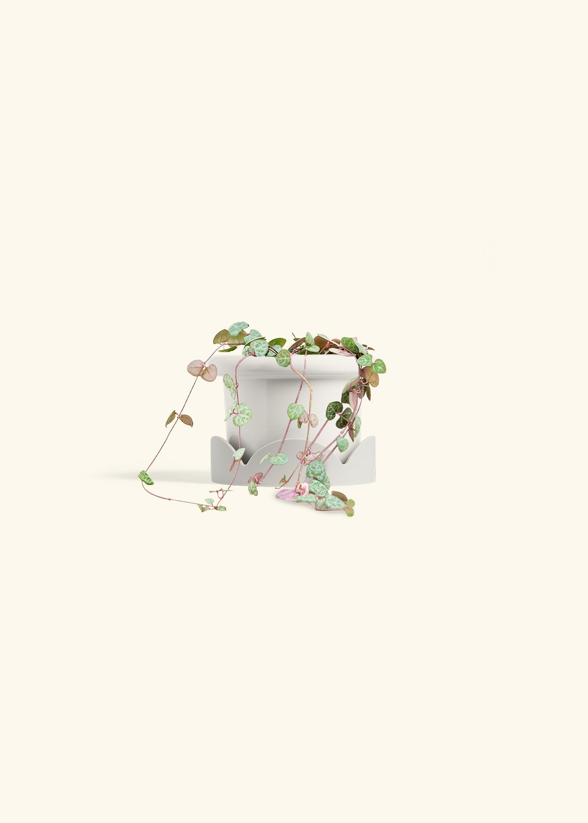 String of Hearts in a 4 inches Fat Lip White Planter in a Oat Petal Drip Tray