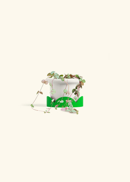 String of Hearts in a 4 inches Fat Lip White Planter in a Shamrock Petal Drip Tray