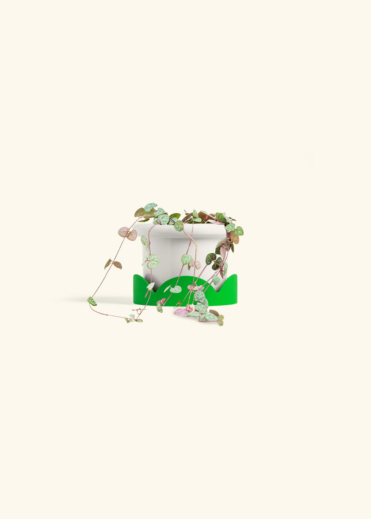 String of Hearts in a 4 inches Fat Lip White Planter in a Shamrock Petal Drip Tray