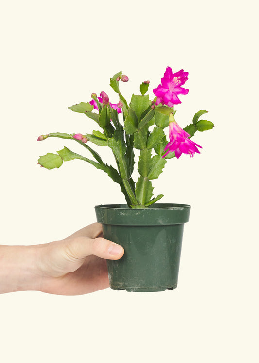 Christmas Cactus in a 4 inches grow pot