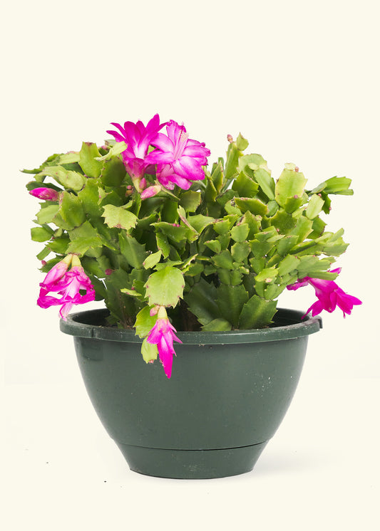 Christmas Cactus in a 8 inches grow pot