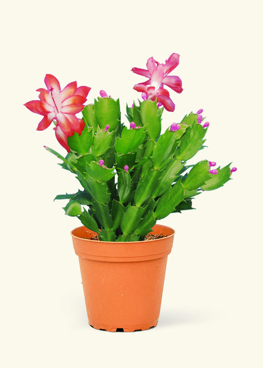 Christmas Cactus in a 4 inches grow pot
