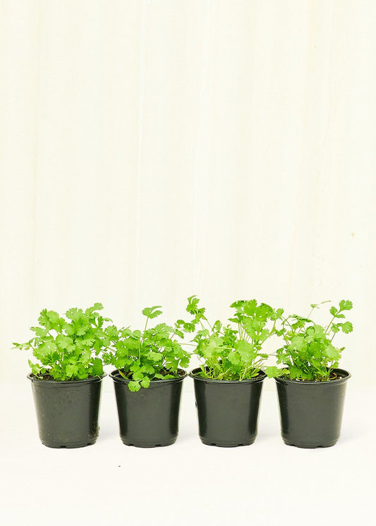 Cilantro 4 pack Plant Rooted 